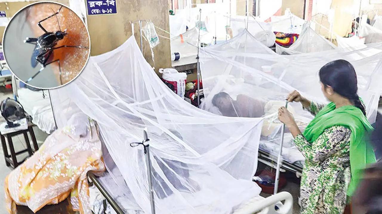 ডেঙ্গুতে না ফেরার দেশে আরও ৭ জন, মৃত্যু ছাড়াল ৫০০