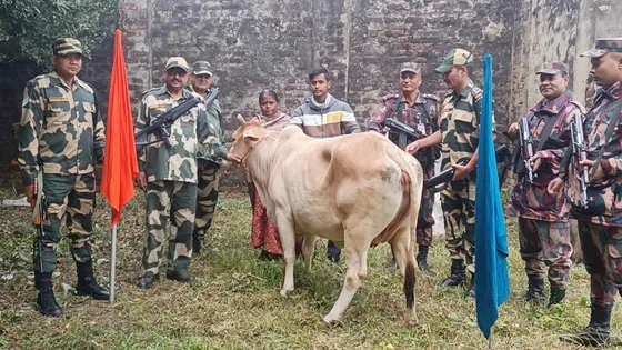 পতাকা বৈঠকের মাধ্যমে ভারত থেকে আসা গরু ফেরত দিল বিজিবি