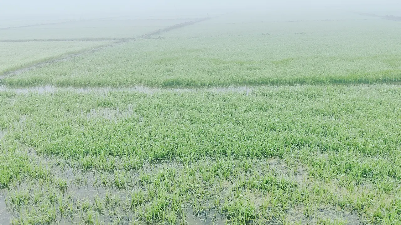 ঝিনাইদহে ভারী কুয়াশায় বোরো বীজতলা নষ্টের শঙ্কায় কৃষক