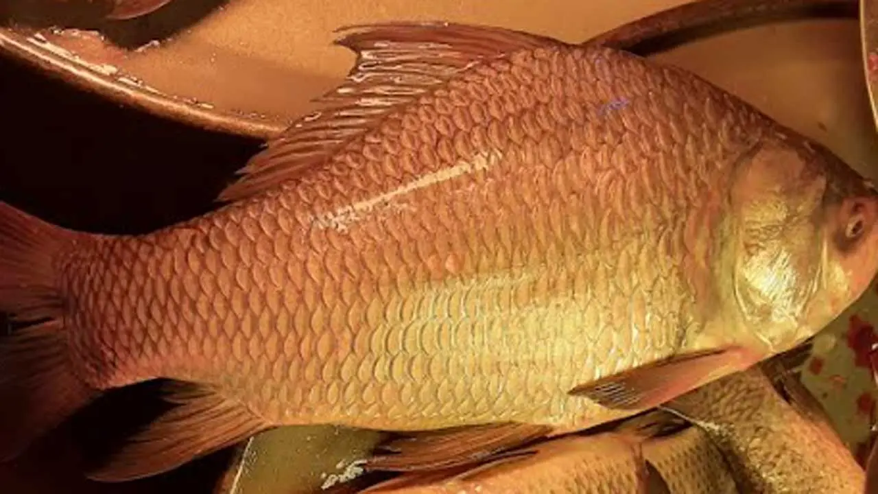 মাছের দাম স্থিতিশীল, বাড়তি দামেই মাংস