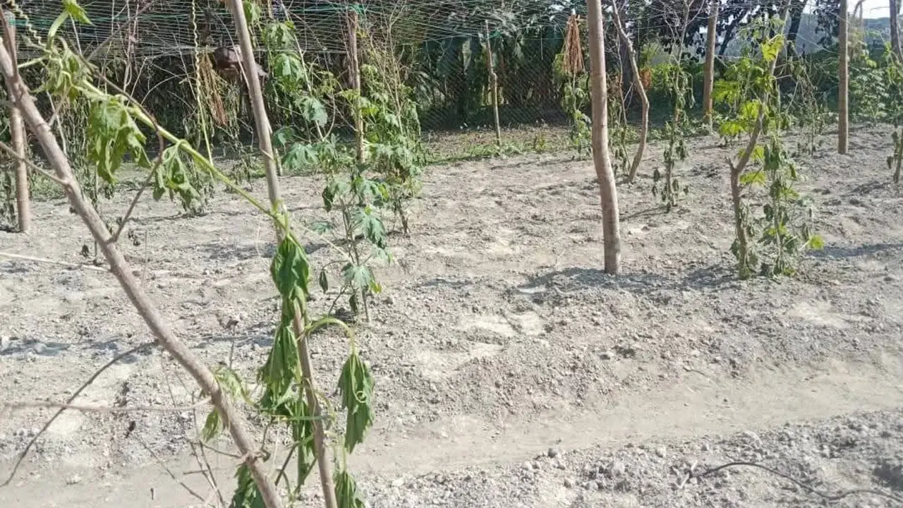 করলাগাছের সঙ্গে এ কেমন শত্রুতা!