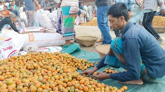 লক্ষ্মীপুরে ফলন কমেছে সুপারির, বেড়েছে দাম