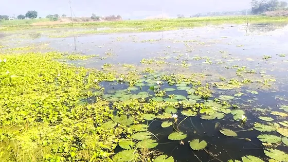 লৌহজংয়ে ৮ হাজার হেক্টর আবাদি জমির অর্ধেকেরও বেশি পানির নিচে