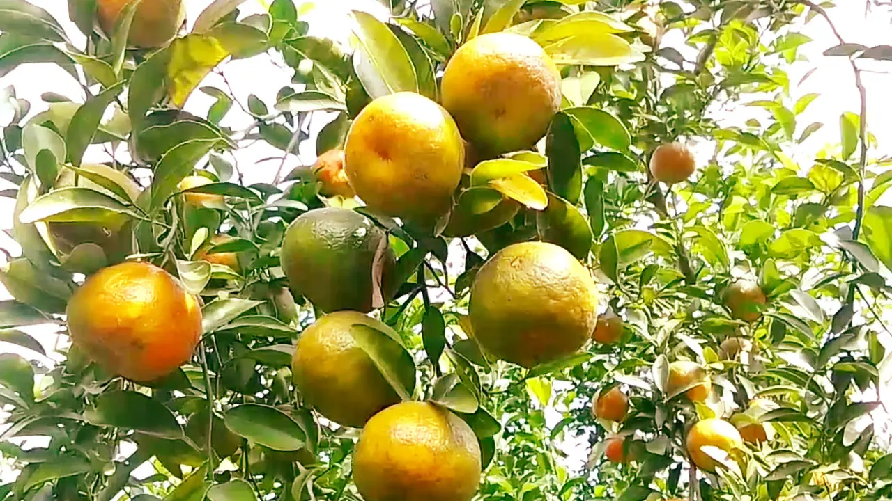 দেশি-বিদেশি ফল উৎপাদনে সফল মেহেরপুরের চাষিরা