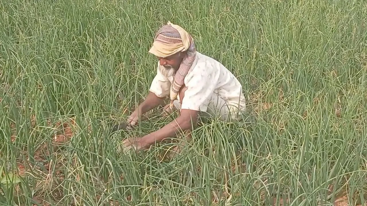 চাঁপাইনবাবগঞ্জে পেঁয়াজ চাষে স্বপ্ন বুনছেন কৃষকরা