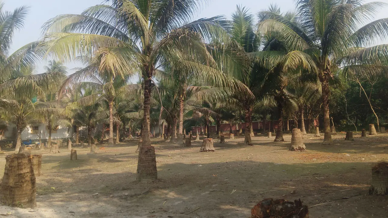 ফল না পেয়ে ভিয়েতনামি নারকেল বাগান কাটলেন চাষি