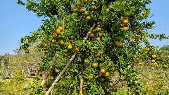 উঁচু পাহাড়ে কমলা চাষে সফল সুদত্ত চাকমা