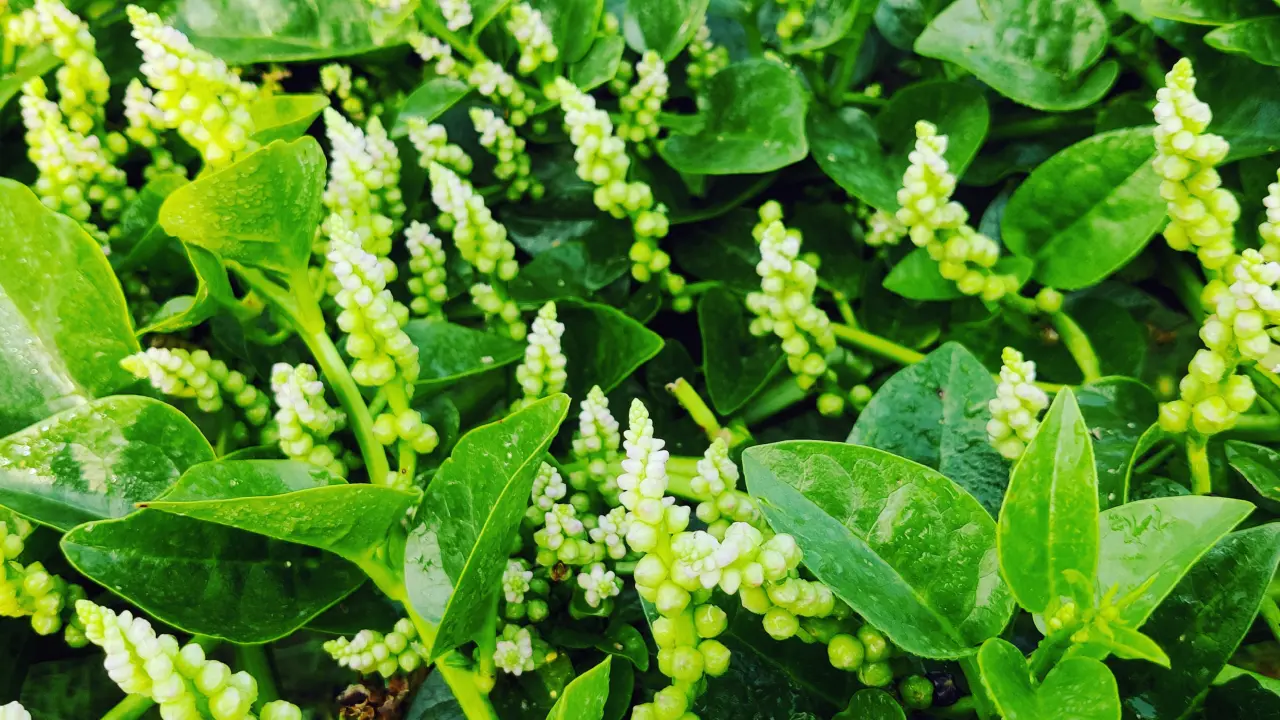 পুঁইশাকের বীজ চাষে সাড়া ফেললেন ঝিনাইদহের কৃষকরা