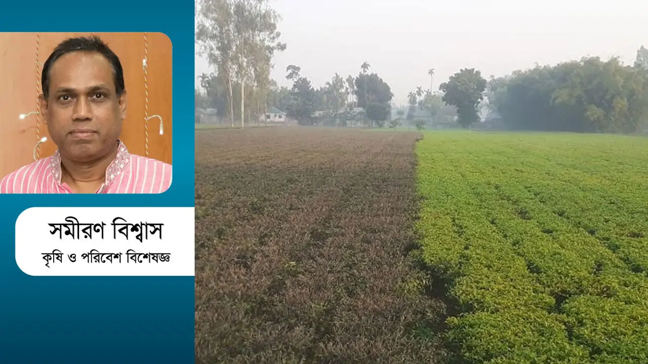কৃষিতে শৈত্যপ্রবাহের প্রভাব কতটা ভয়াবহ?