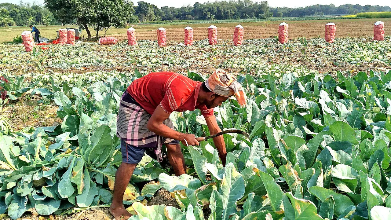 সবজির দাম কমে যাওয়ায় হতাশ কৃষক