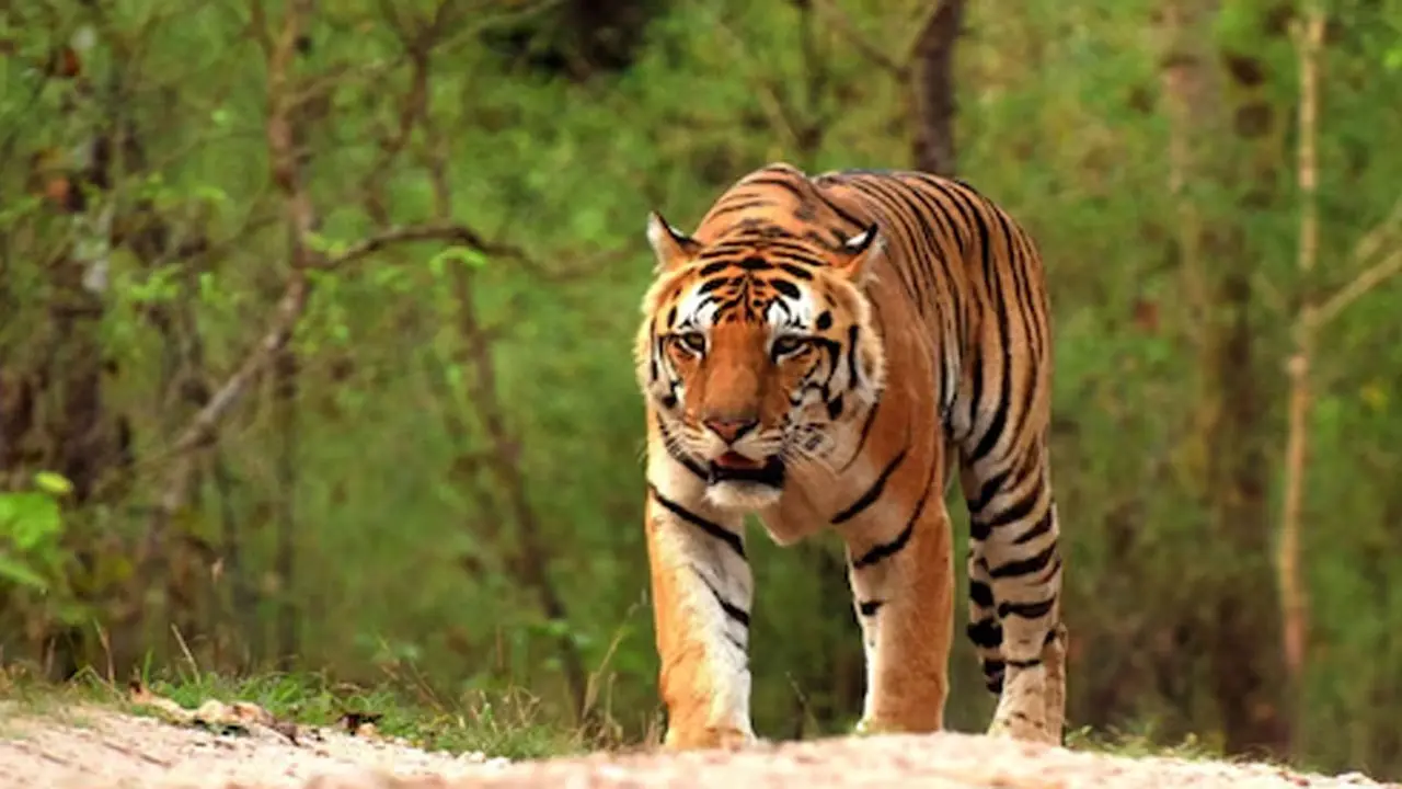 ধরা দিচ্ছে না বাঘিনী জিনাত, নাজেহাল হচ্ছেন বন দপ্তরের কর্মীরা