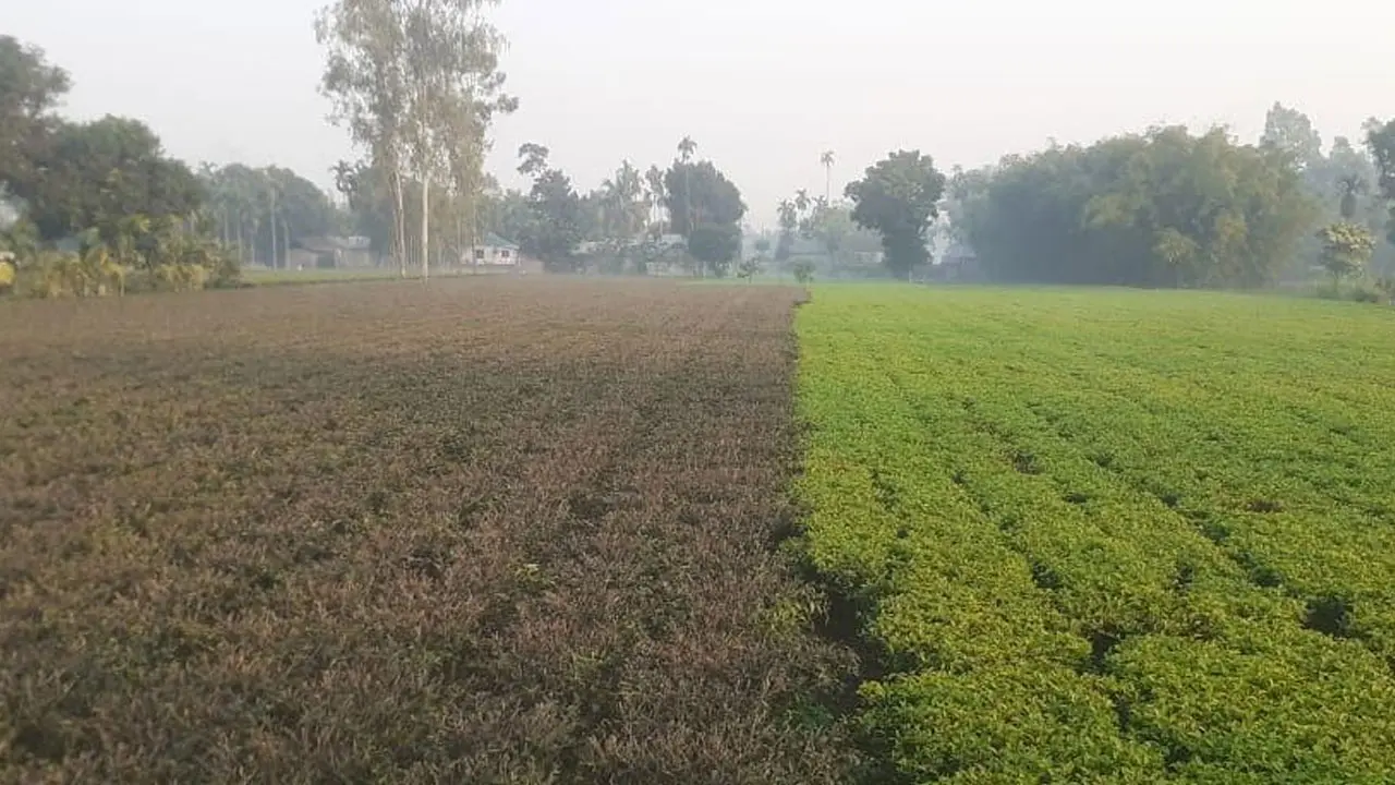 পঞ্চগড়ে বইছে মৃদু শৈত্যপ্রবাহ, বরফ শীতল হয়ে ওঠে রাত