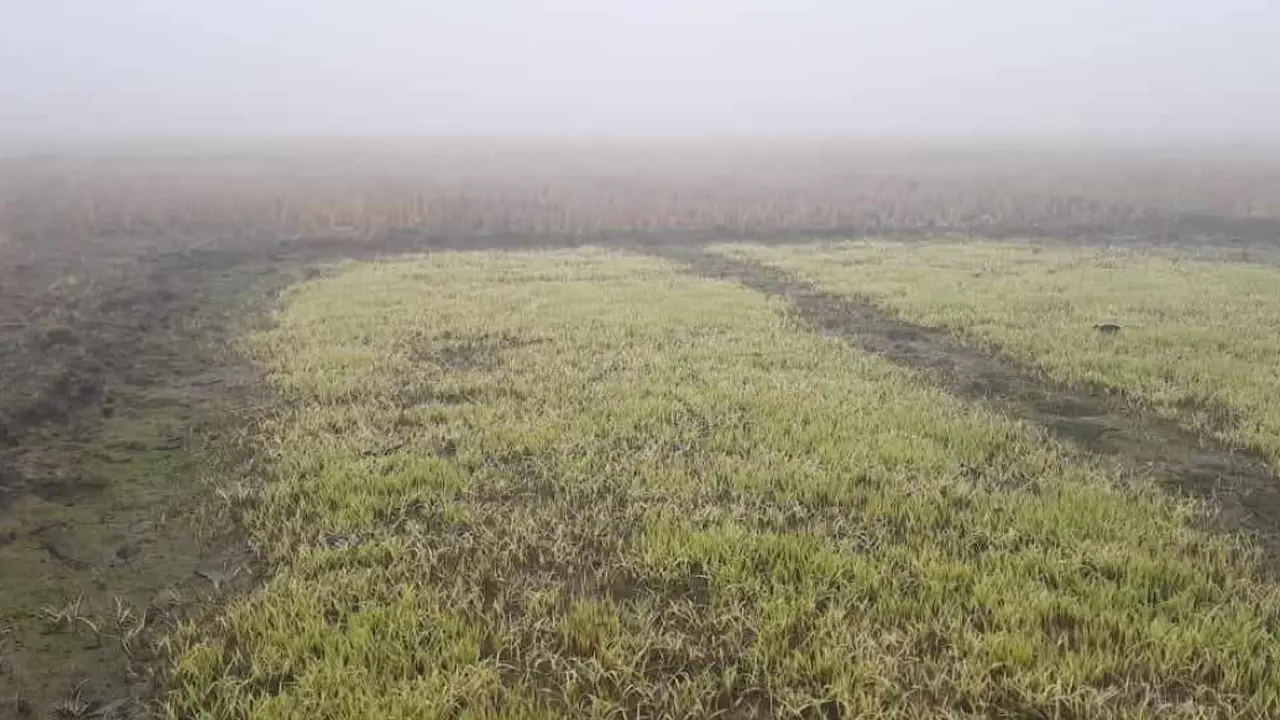 ঠাকুরগাঁওয়ে ঘন কুয়াশায় নষ্ট হচ্ছে বীজতলা, বিপাকে কৃষক