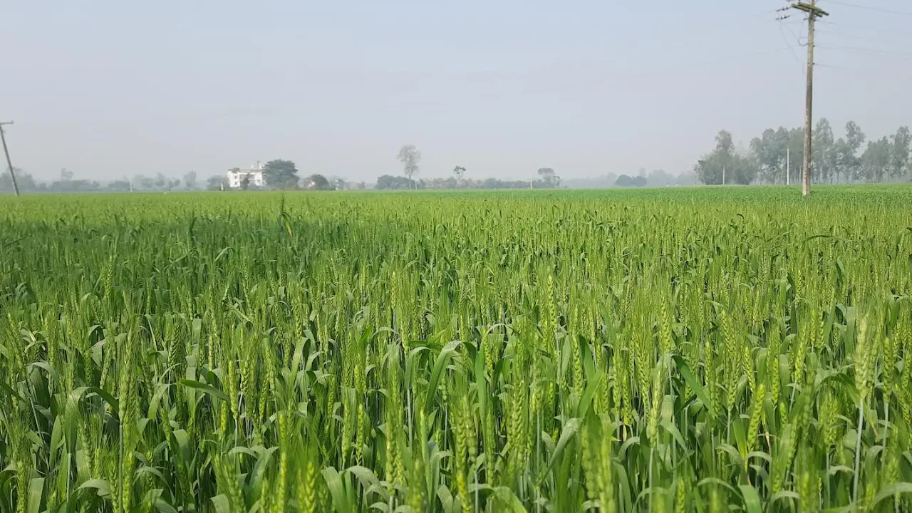 গম উৎপাদনে দেশসেরা ঠাকুরগাঁও তবুও আগ্রহ হারাচ্ছেন কৃষক