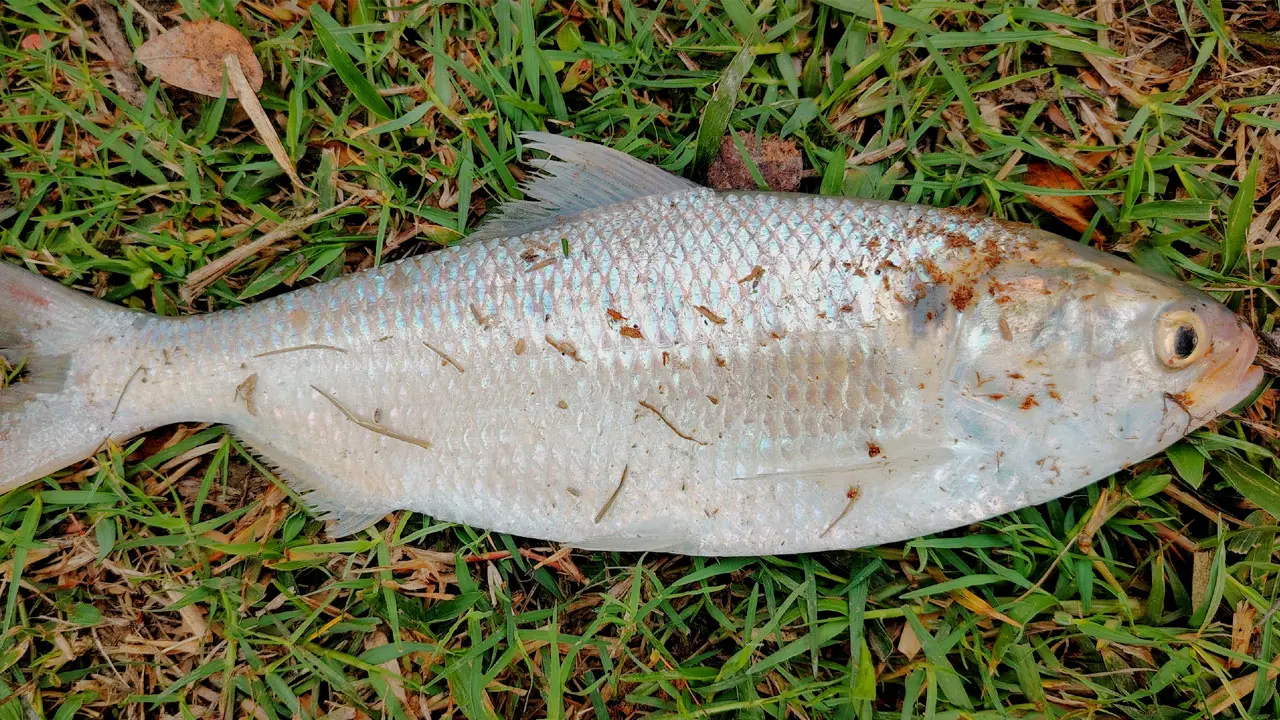 নোয়াখালীতে পুকুরে ধরা পড়ল এক কেজির রুপালি ইলিশ