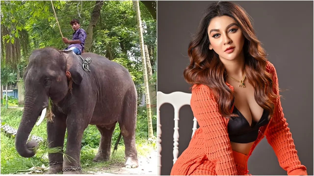 হাতির ওপর নির্যাতন বন্ধে হাইকোর্টে জয়া আহসানের রিট