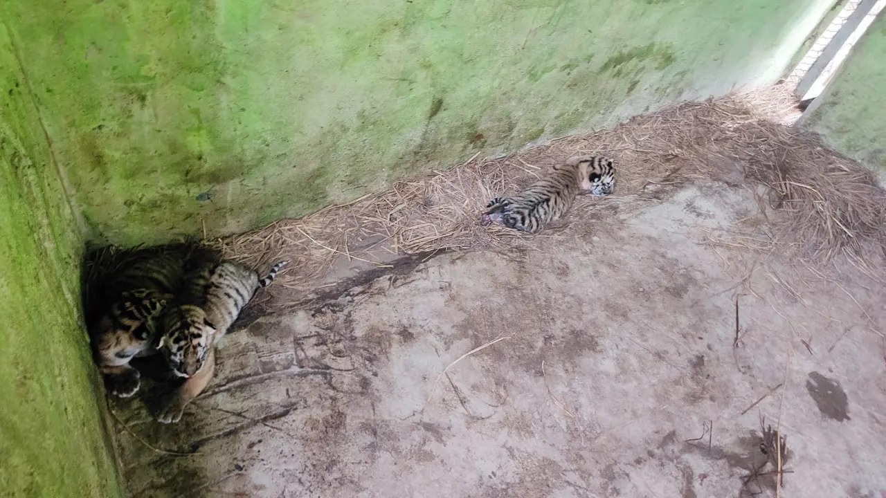 চট্টগ্রাম চিড়িয়াখানায় ৩ শাবকের জন্ম দিল বাইডেন-জয়া দম্পতি