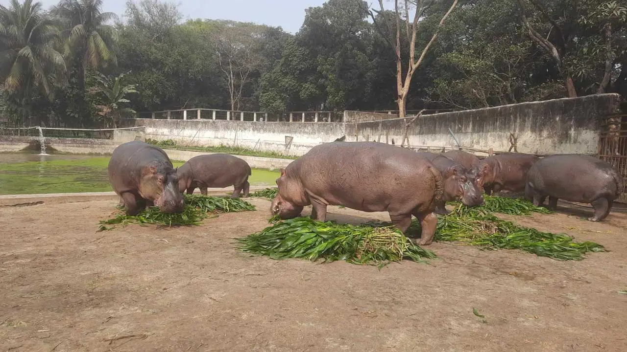 শীতে জবুথবু গণ্ডার-হরিণ-বাঘ, চোখ মুদে রোদ পোহাচ্ছে কুমির