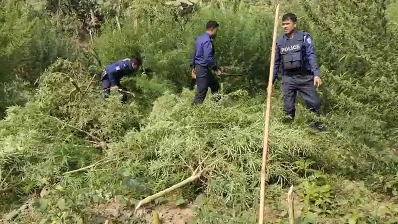 দুই একর জায়গাজুড়ে গাঁজা চাষ, পুড়িয়ে দিল পুলিশ