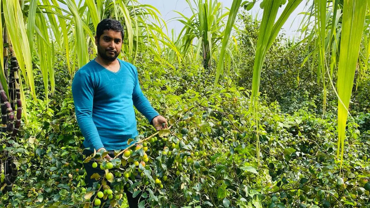 ইউটিউব দেখে কুল চাষে সফল ওমান প্রবাসী আনোয়ার
