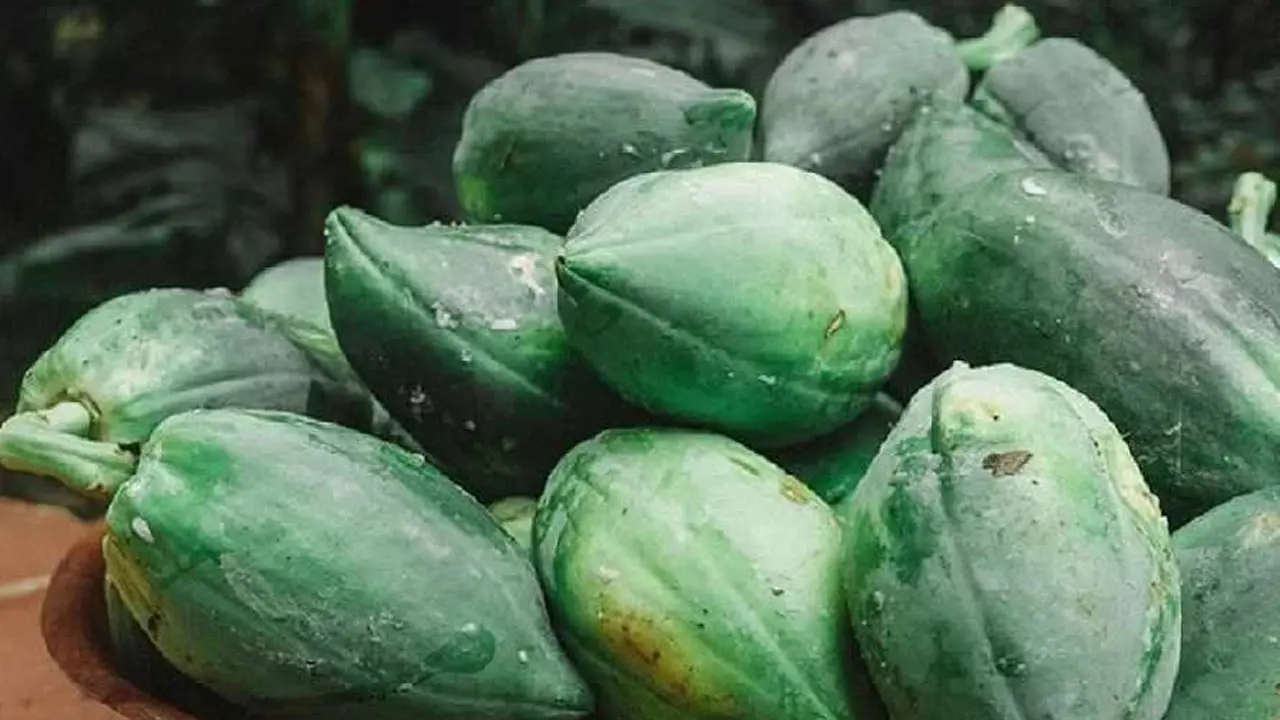 যে যে কারণে কাঁচা পেঁপে বেশি করে খাবেন