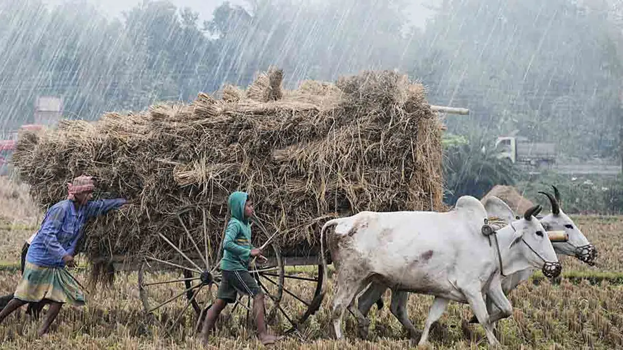 সারা দেশে বৃষ্টির আভাস, ফসলের ক্ষতির আশঙ্কা