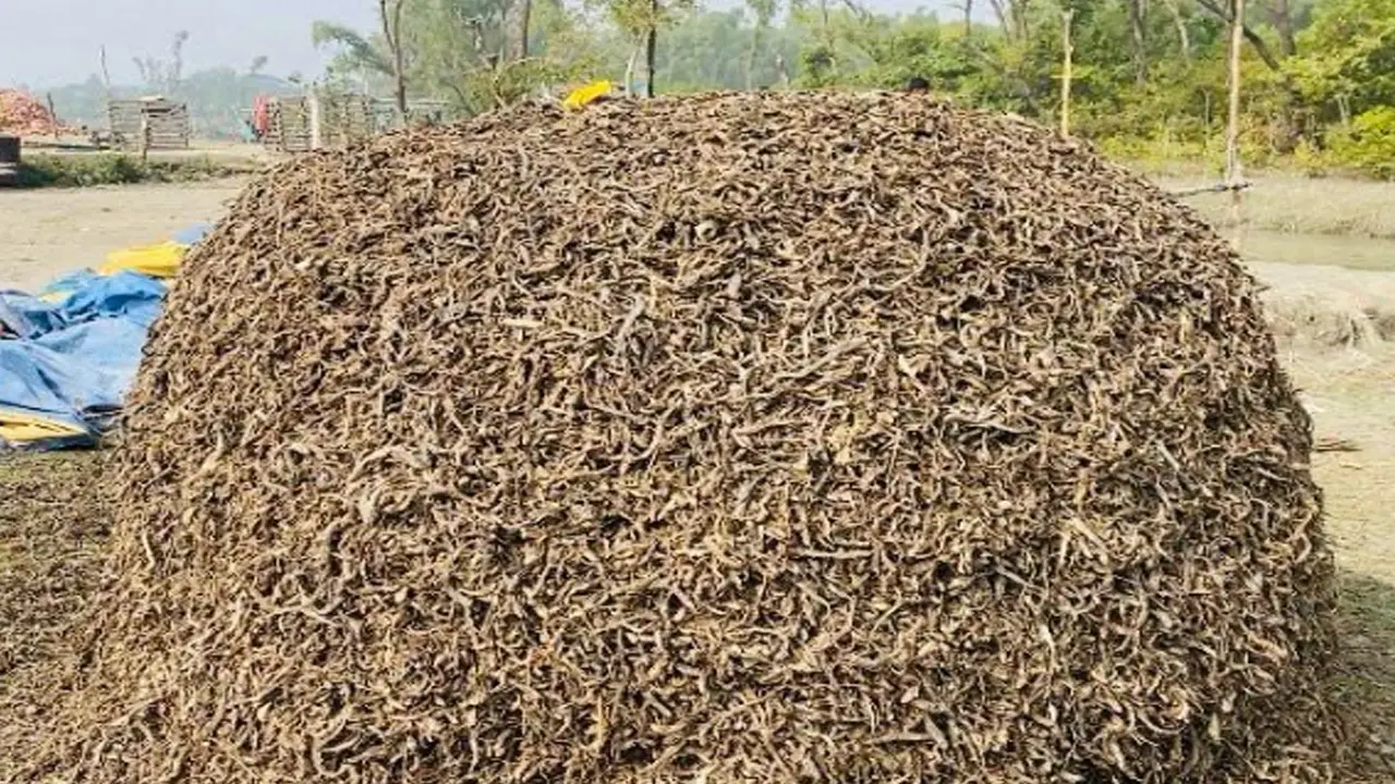 হাতিয়ায় চেউয়া শুঁটকির শতকোটি টাকার বাণিজ্যিক সম্ভাবনা