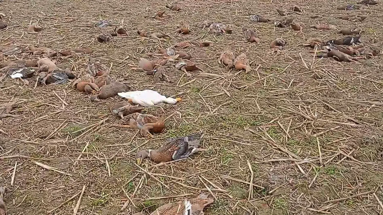 ১৫ মিনিটে মারা গেল খামারির ৭ শতা‌ধিক হাঁস 