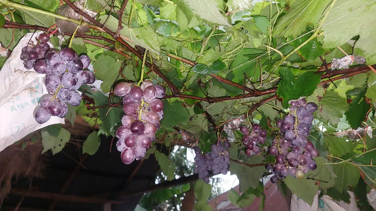 একটি গাছে ঝুলছে ১১৮ থোকা আঙুর