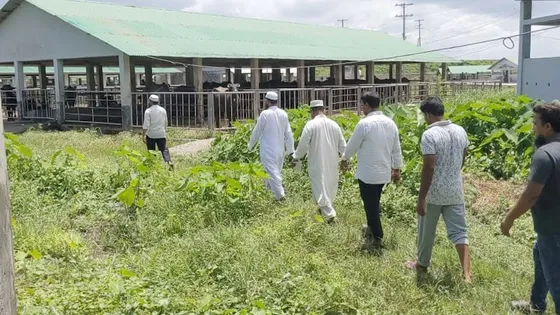 প্রজনন খামারে ২১ মহিষের মৃত্যু, তদন্ত শুরু