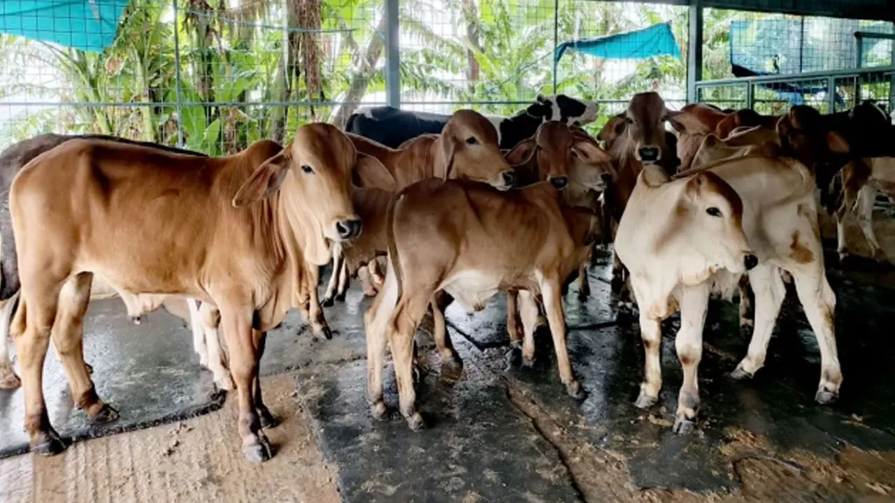নিষিদ্ধ ব্রাহামা গরুর নথিপত্রের খোঁজে বিমানবন্দরে দুদক