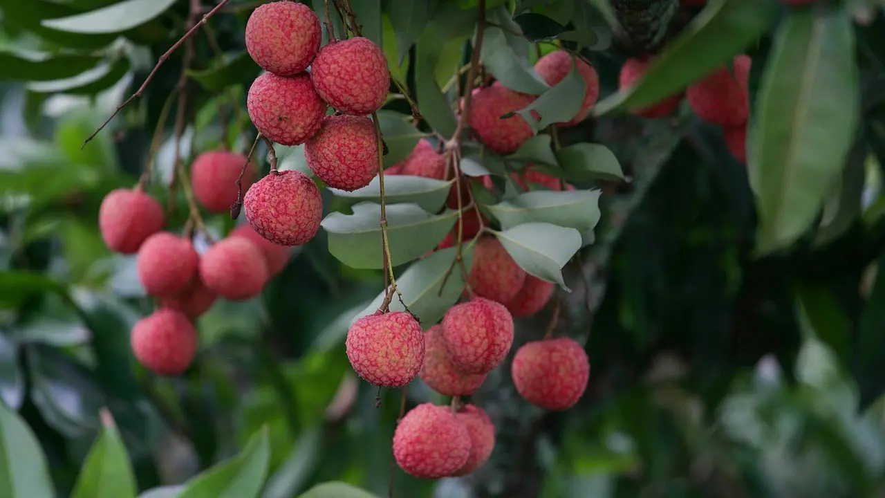 ডায়াবেটিস রোগীদের জন্য লিচু কি ক্ষতিকর?