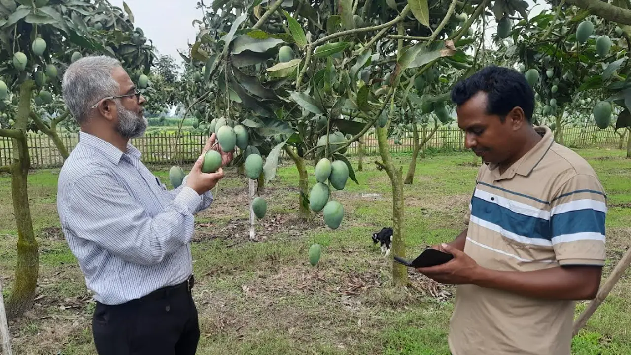 দ্বিতীয়বারের মতো ঠাকুরগাঁওয়ের আম যাচ্ছে ইউরোপে