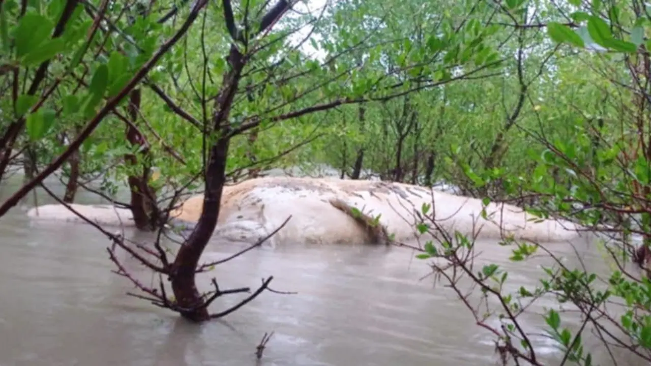 পায়রার তীরে ভেসে এলো মাথাবিহীন ২৫ ফুট লম্বা তিমি
