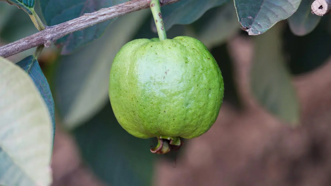 বর্ষায় পেয়ারা খাবেন যে কারণে