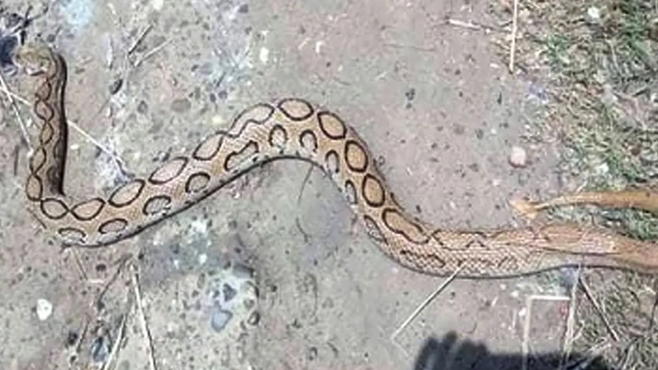 এবার থানার ওয়াশ রুমে রাসেলস ভাইপার