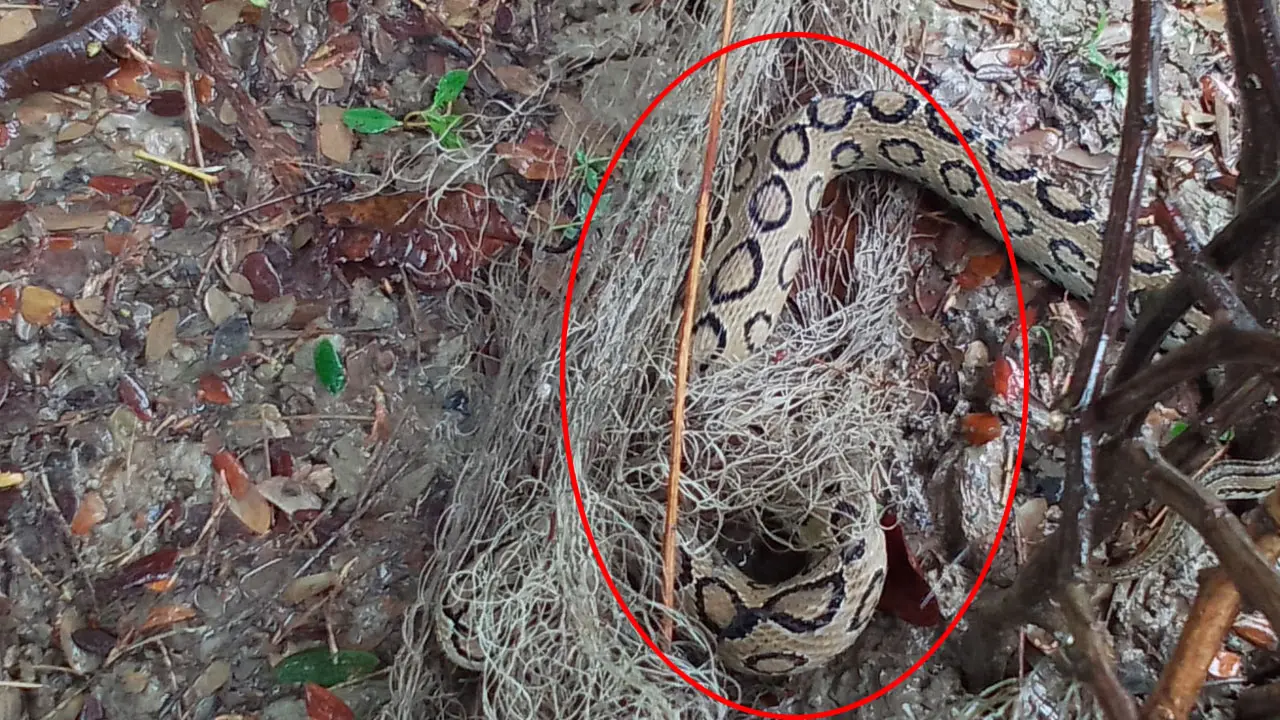 কলাপাড়ায় কৃষকের জালে ধরা পড়ল ভয়ংকর রাসেলস ভাইপার