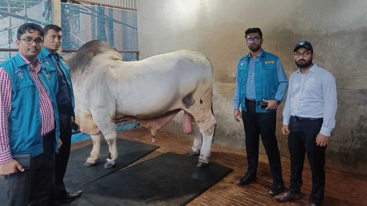 নিলাম ছাড়াই সাদিক অ্যাগ্রোকে দেওয়া হয় ৪৪৮ গরু