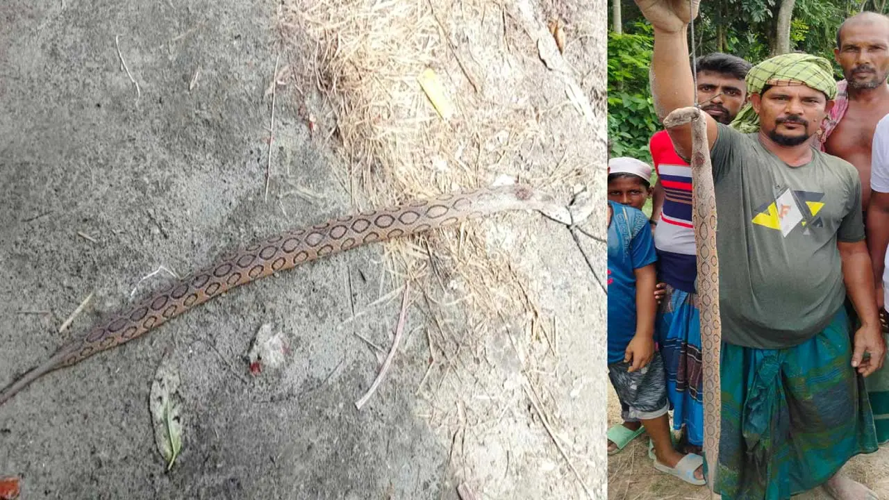 হাইমচরে দুটি রাসেলস ভাইপার পিটিয়ে মারল গ্রামবাসী
