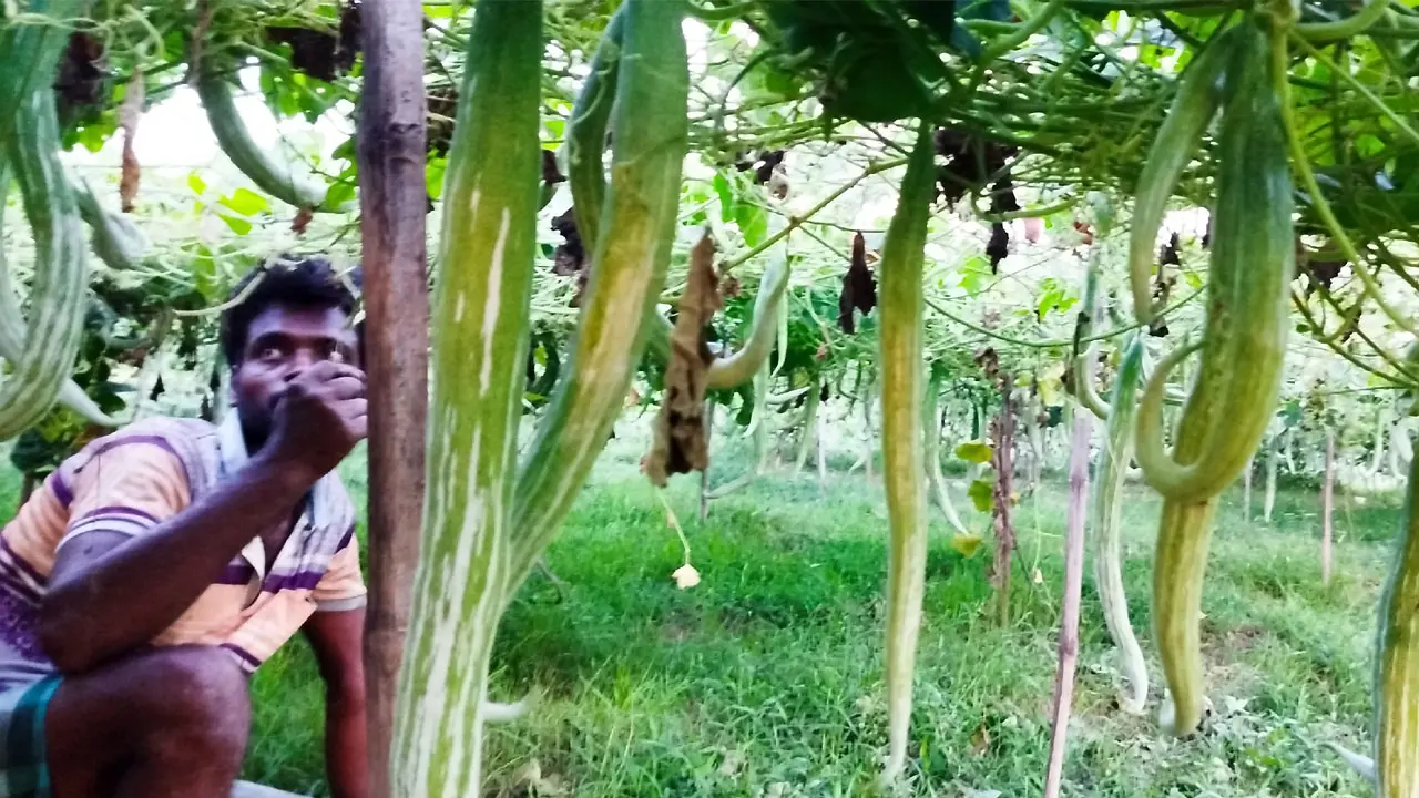 মেহেরপুরে মাচা পদ্ধতিতে চিচিঙ্গা চাষ, ফলন ও দামে খুশি কৃষকরা