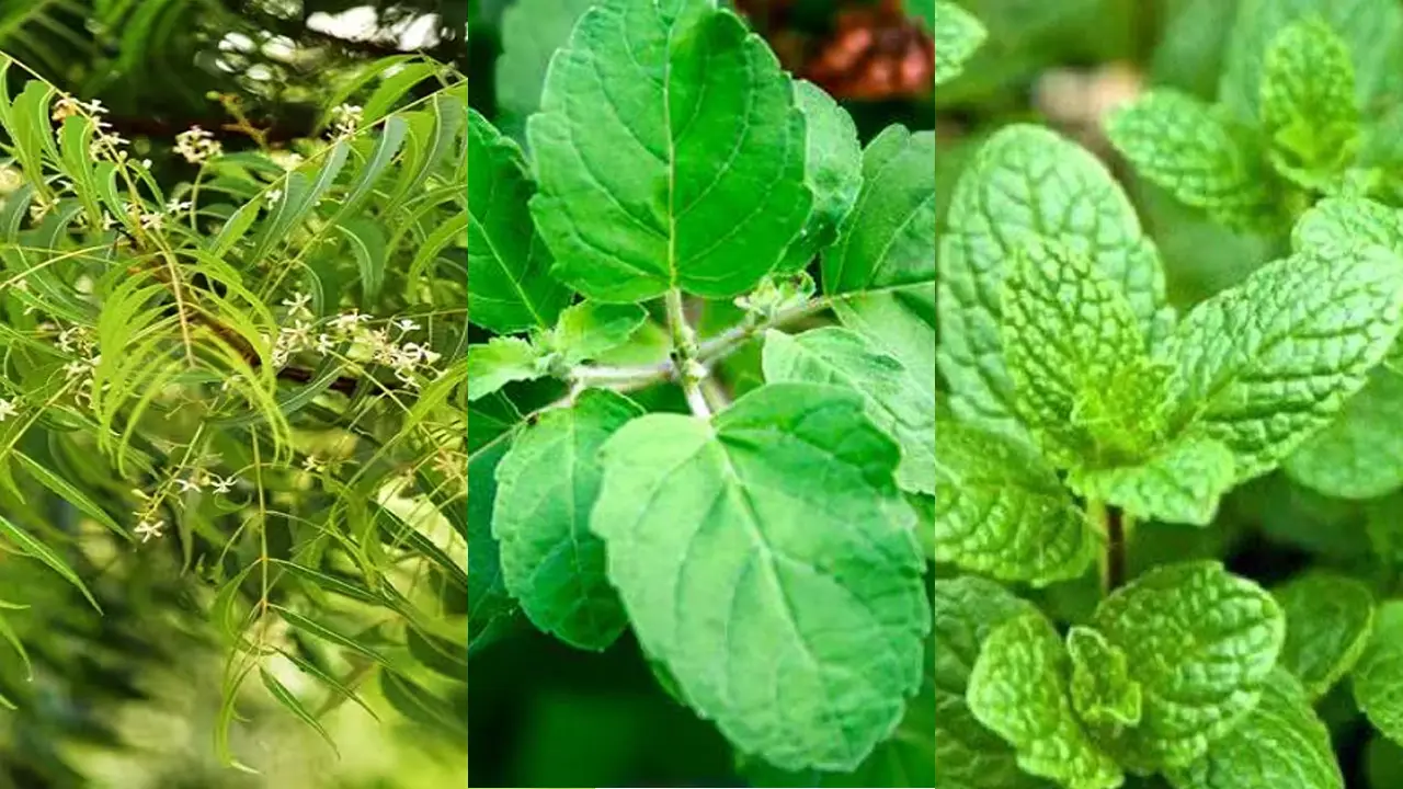 যেসব গাছ লাগালে ঘরে ঢুকবে না মশা ও পোকামাকড়