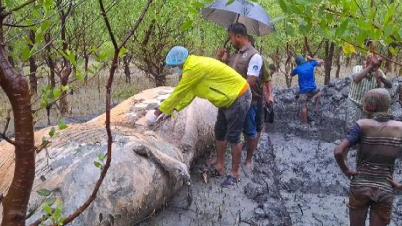 ভেসে আসা সেই তিমিটি মাটিচাপা দিয়েছে বনবিভাগ