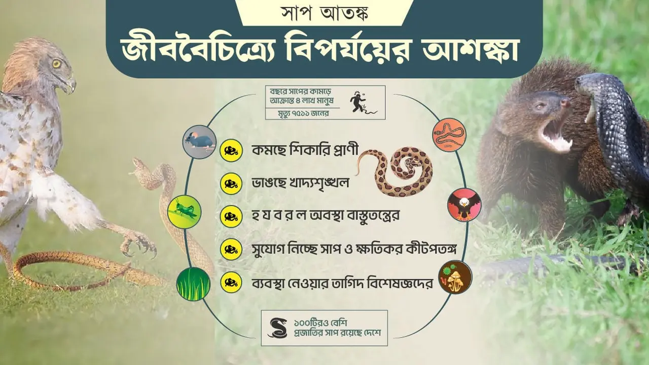 হঠাৎ কেন বেড়েছে সাপের উপদ্রব?