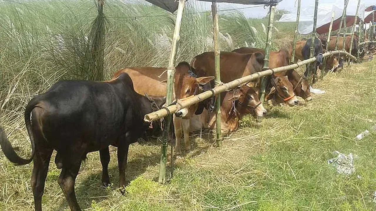 আফতাবনগর পশুর হাটের পুনরায় ইজারা বিজ্ঞপ্তি