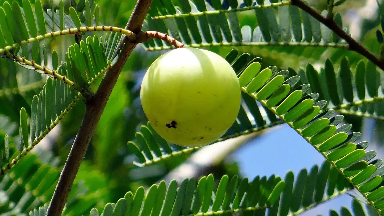 গরমে আমলকি খেলে কী হয়?