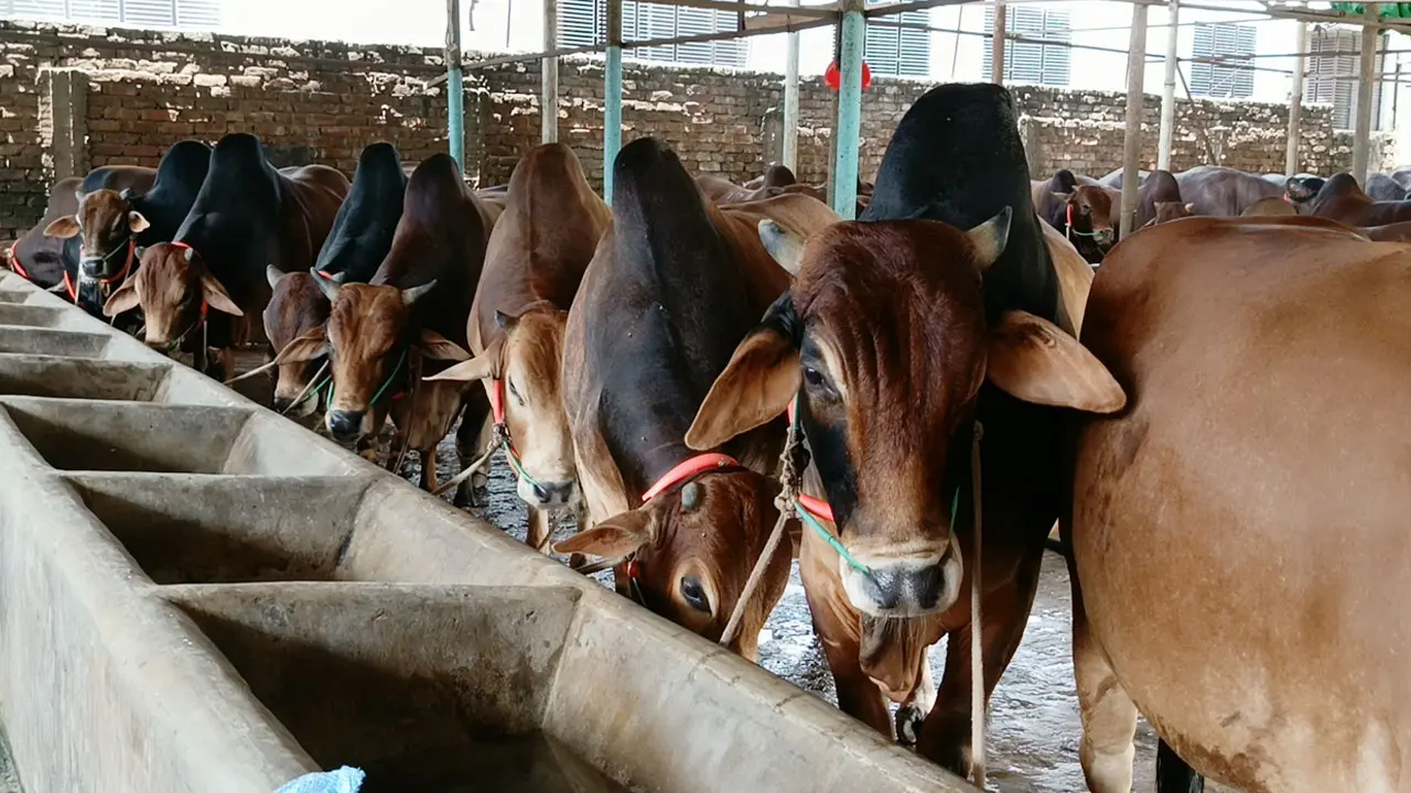 সীমান্ত দিয়ে গরু না ঢুকলে লাভবান হবেন ব্রাহ্মণবাড়িয়ার খামারিরা