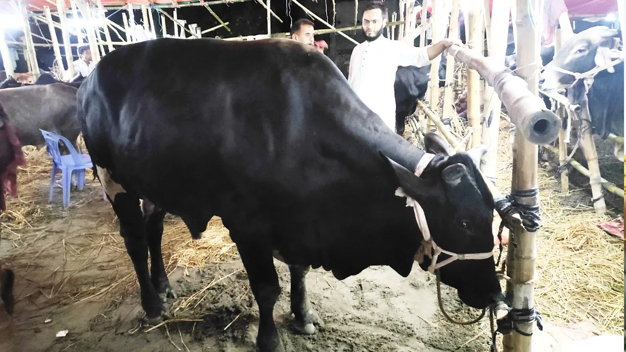 বড় গরু নিয়ে বিপাকে পড়ার আশঙ্কা ব্যাপারীদের
