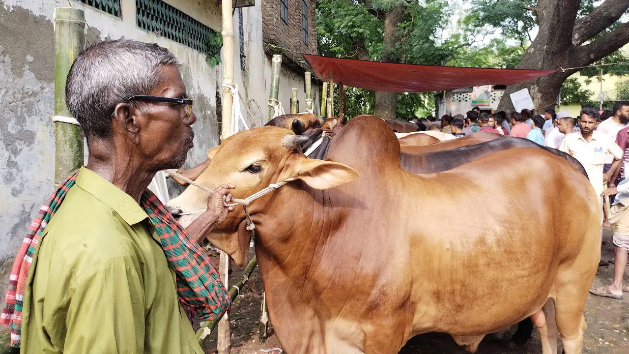 বড় গরু নিয়ে হতাশ খামারিরা, ক্রেতা বেশি লাখ টাকার
