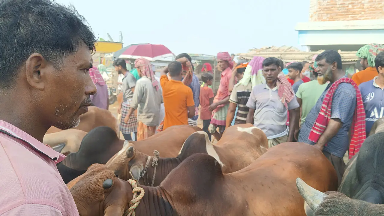 মাঝারি আকারের গরুতে জমেছে কোরবানির পশুর হাট