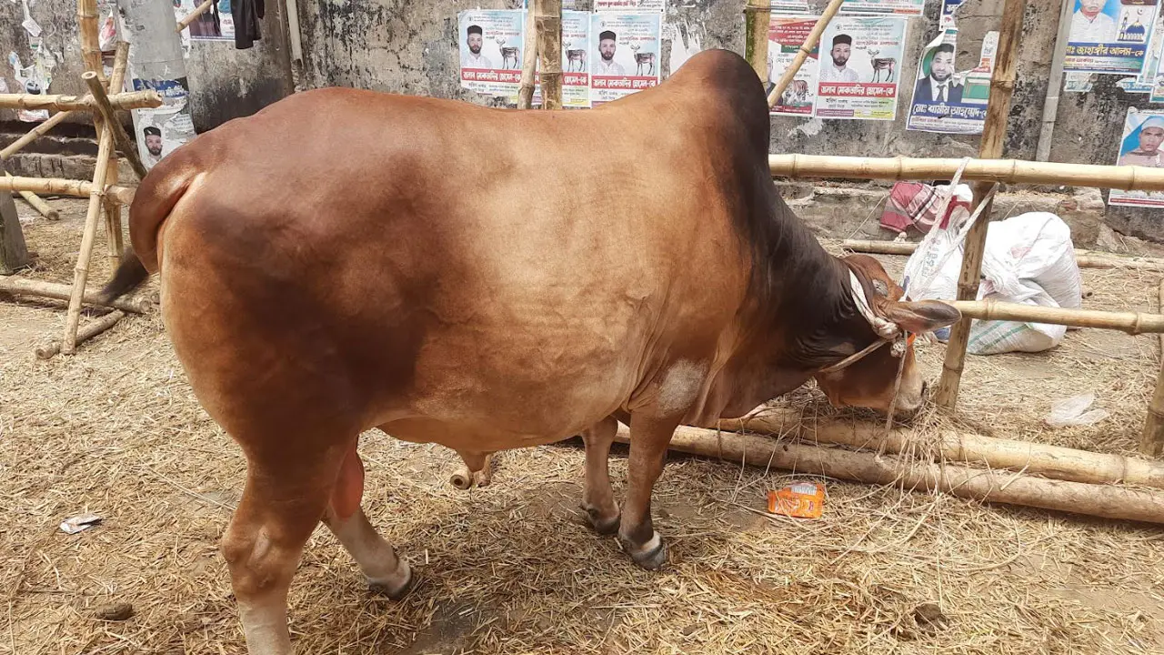 শেষ সময়েও চাহিদায় ‘ছোট গরু’, বড় গরুর পাইকার বললেন ‘টেনশনে আছি’